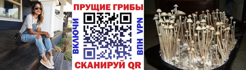 даркнет сайт  Каспийск  Галлюциногенные грибы GOLDEN TEACHER 
